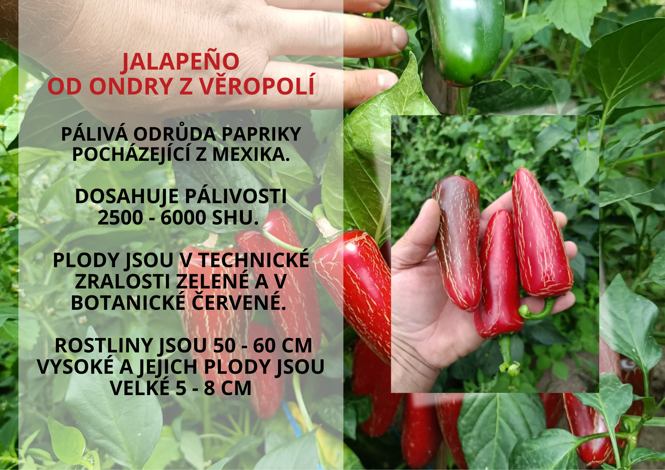 podporuje funkci štítné žlázy (13)